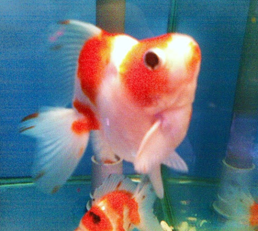 Capture life as I see it: Ruby Tuesday: Aquarium Fish Photography